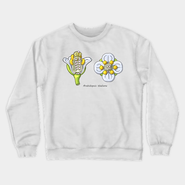 Arabidopsis thaliana Flower Illustration Crewneck Sweatshirt by taylorcustom